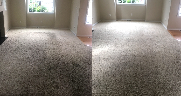 Rental Carpet Recovery Continued
